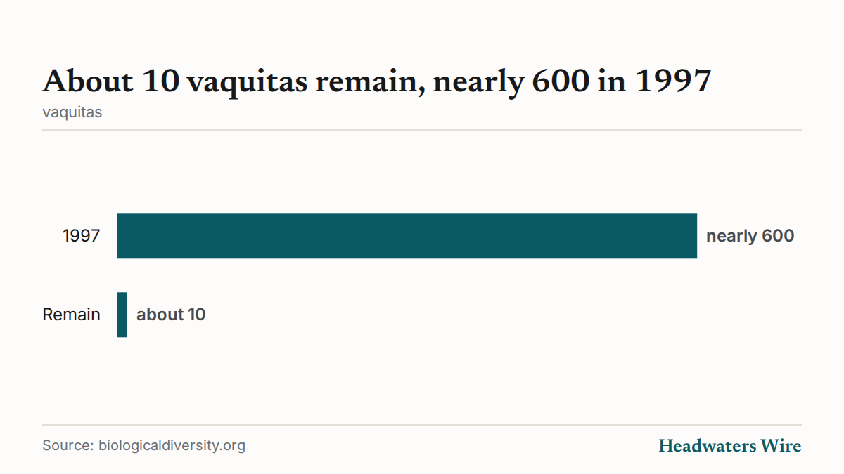 About 10 vaquitas remain, nearly 600 in 1997