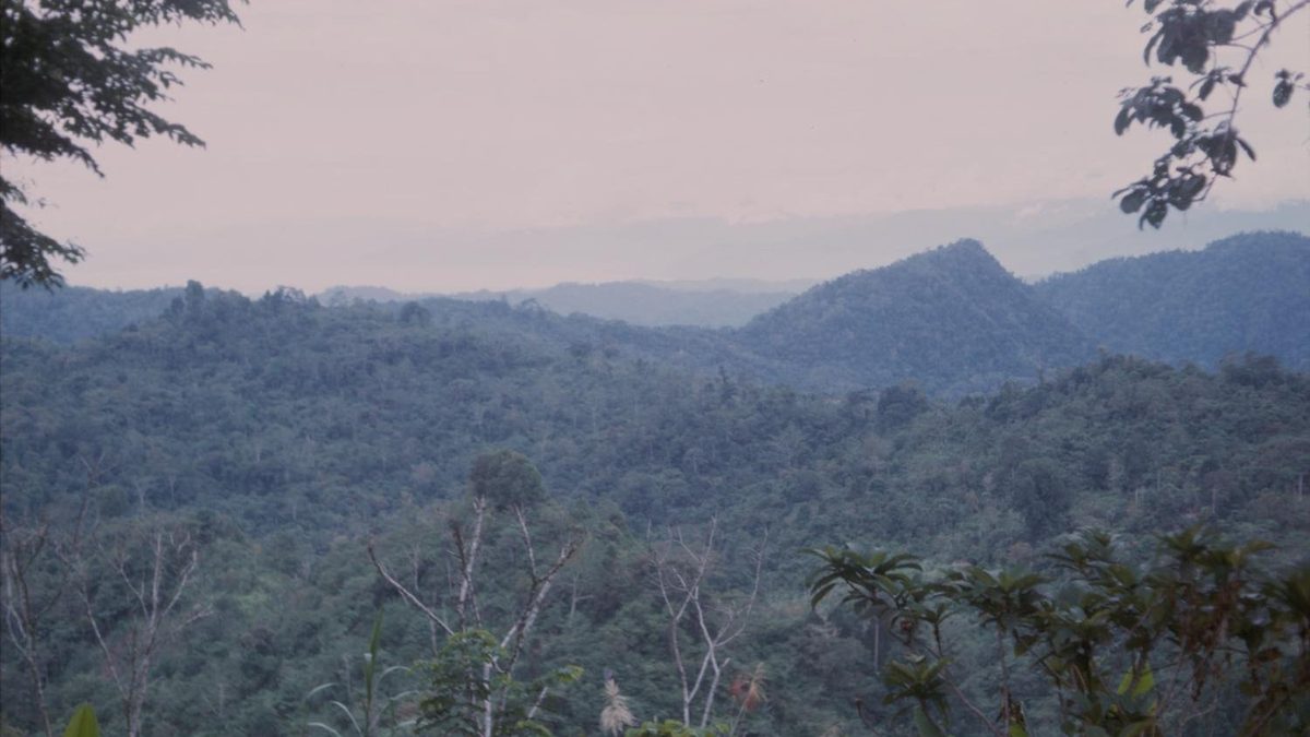 A forest: an illustrative photo for Headwaters Wire