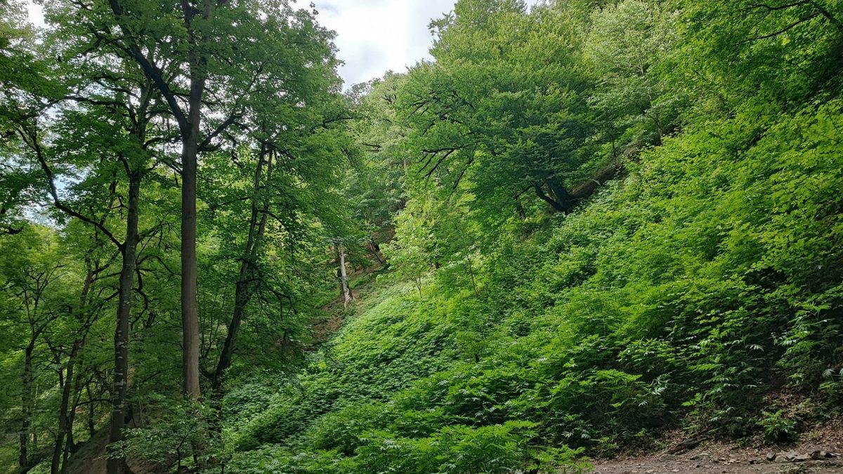 A forest, in an illustrative photo used on Headwaters Wire