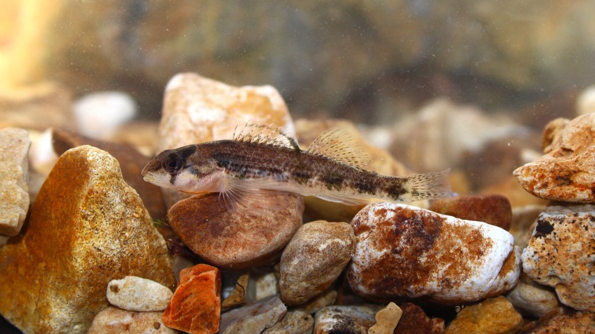 Wildlife habitat, in an illustrative photo used on Headwaters Wire
