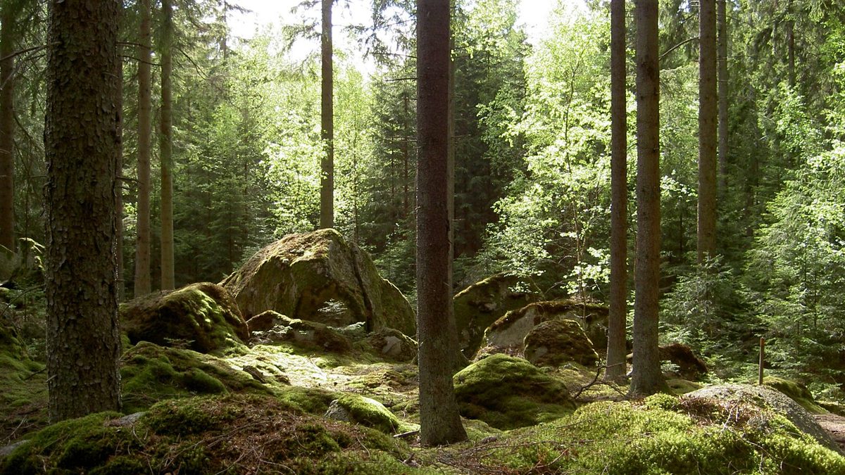 A forest, an illustrative photo for a story on Headwaters Wire