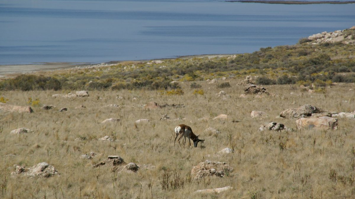 Wildlife habitat, an illustrative photo for a story on Headwaters Wire